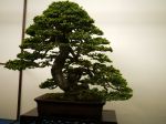 蝦夷松盆栽-yezo-spruce-bonsai-tree-006.JPG