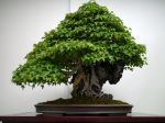カエデ盆栽-maple-bonsai-tree-004.JPG