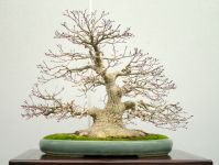 モミジ盆栽-japanese-maple-bonsai-tree-001.JPG