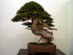 一位盆栽-yew-bonsai-tree-001.JPG