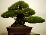 黒松盆栽-japanese-black-pine-bonsai-tree-022.JPG