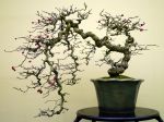 サンザシ盆栽-hawthorn-tree-bonsai-tree-001.JPG