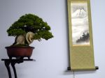 真柏盆栽-chinese-juniper-bonsai-tree-008.JPG