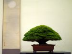五葉松盆栽-japanese-white-pine-bonsai-tree-010.JPG