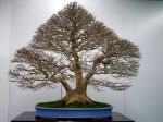カエデ盆栽-maple-bonsai-tree-003.JPG