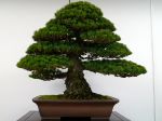 五葉松盆栽-japanese-white-pine-bonsai-tree-019.JPG