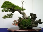 五葉松盆栽-japanese-white-pine-bonsai-tree-020.JPG