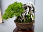 五葉松盆栽-japanese-white-pine-bonsai-tree-034.JPG