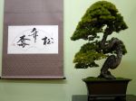 五葉松盆栽-japanese-white-pine-bonsai-tree-016.JPG