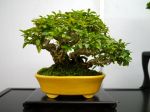 いぼた盆栽-Privet-bonsai-tree-002.JPG