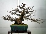 カリン盆栽-chinese-quince-bonsai-tree-004.JPG