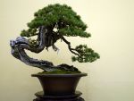 五葉松盆栽-japanese-white-pine-bonsai-tree-015.JPG