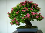 紅さんざし盆栽-red-hawthorn-bonsai-tree-001.JPG