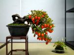 柿盆栽-persimmon-bonsai-tree-009.JPG