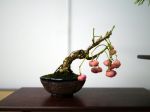 マユミ盆栽-Spindle-tree-bonsai-tree-005.JPG