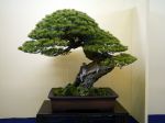 五葉松盆栽-japanese-white-pine-bonsai-tree-002.JPG