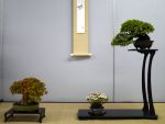 棚飾り盆栽-Tanakazari-bonsai-trees-016.JPG