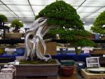 真柏盆栽-chinese-juniper-bonsai-tree-018.JPG