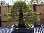 五葉松盆栽-japanese-white-pine-bonsai-tree-008.JPG
