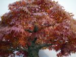 モミジ盆栽-japanese-maple-bonsai-tree-002.JPG