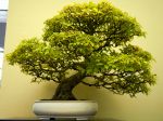 紫式部盆栽-Japanese-beautyberry-tree-bonsai-tree-003.JPG