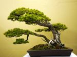 五葉松盆栽-japanese-white-pine-bonsai-tree-039.JPG