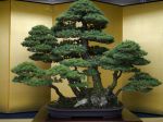 五葉松盆栽-japanese-white-pine-bonsai-tree-031.JPG