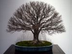 欅盆栽-japanese-zelkova-bonsai-tree-008.JPG