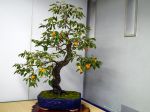 柿盆栽-persimmon-bonsai-tree-008.JPG