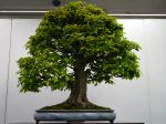 カリン盆栽-chinese-quince-bonsai-tree-003.JPG