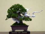 真柏盆栽-chinese-juniper-bonsai-tree-005.JPG