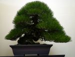 黒松盆栽-japanese-black-pine-bonsai-tree-010.JPG