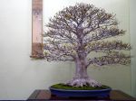 ブナ盆栽-Japanese-beech-bonsai-tree-002.JPG
