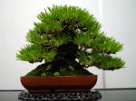 黒松盆栽-japanese-black-pine-bonsai-tree-008.JPG