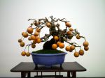 梨盆栽-pear-bonsai-tree-002.JPG