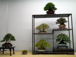 棚飾り盆栽-Tanakazari-bonsai-trees-005.JPG