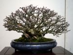 長寿梅盆栽-Japanese-quince-bonsai-tree-013.JPG