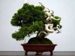 真柏盆栽-chinese-juniper-bonsai-tree-009.JPG