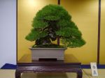 黒松盆栽-japanese-black-pine-bonsai-tree-002.JPG