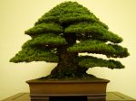 五葉松盆栽-japanese-white-pine-bonsai-tree-003.JPG
