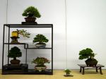 棚飾り盆栽-Tanakazari-bonsai-trees-015.JPG