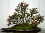 長寿梅盆栽-Japanese-quince-bonsai-tree-010.JPG