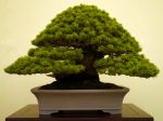 五葉松盆栽-japanese-white-pine-bonsai-tree-014.JPG