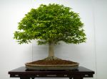 欅盆栽-japanese-zelkova-bonsai-tree-006.JPG