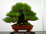 黒松盆栽-japanese-black-pine-bonsai-tree-016.JPG