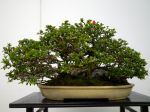 長寿梅盆栽-Japanese-quince-bonsai-tree-008.JPG