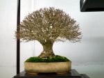 欅盆栽-japanese-zelkova-bonsai-tree-007.JPG