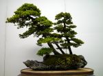 蝦夷松盆栽-yezo-spruce-bonsai-tree-005.JPG
