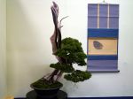 真柏盆栽-chinese-juniper-bonsai-tree-004.JPG