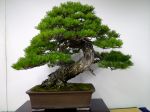 五葉松盆栽-japanese-white-pine-bonsai-tree-026.JPG